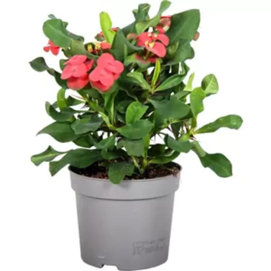 Euphorbia milii Vulcanus | Christusdoorn met rode bloei | 12 cm pot | 22 cm hoog