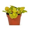 Fittonia Bubble Green | 8,5 cm pot | 12 cm hoog