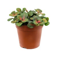Fittonia Bubble Red | 8,5 cm pot | ca. 10 cm hoog | terrariumplant