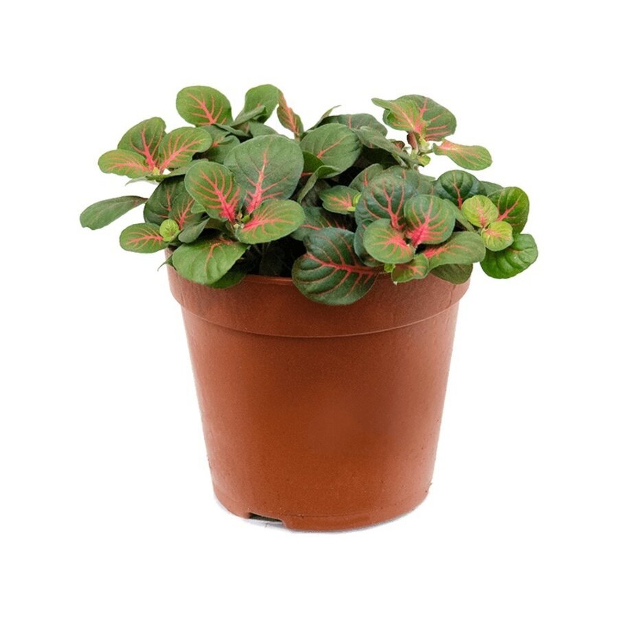 Fittonia Bubble Red | 8,5 cm pot | ca. 10 cm hoog | terrariumplant
