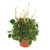Peperomia caperata 'Lilian' | 12 cm pot | 25 cm hoog