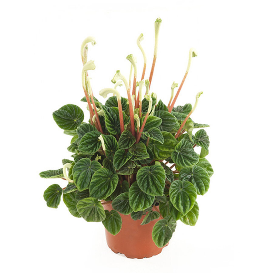Peperomia caperata 'Lilian' terrarium en kamerplant | 12 cm pot | 25 cm hoog