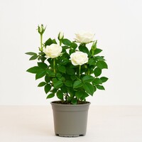 Rosa Alaska Kordana witte dwergroos in 10,5 cm pot | 25 cm hoog | kamerplant, terrariumplant en kuipplant
