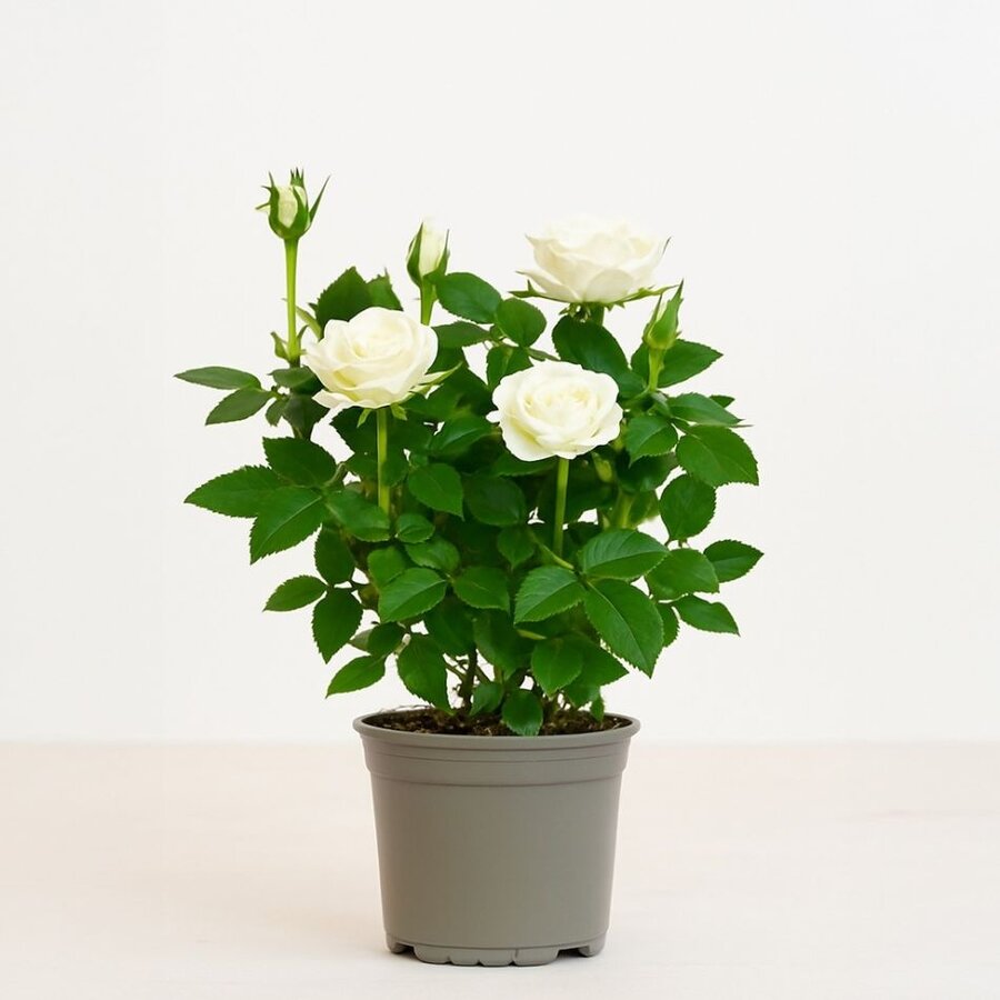 Rosa Alaska Kordana witte dwergroos in 10,5 cm pot | 25 cm hoog | kamerplant, terrariumplant en kuipplant