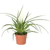 Tillandsia cyanea 'Biancini' 9 cm pot | 25 cm