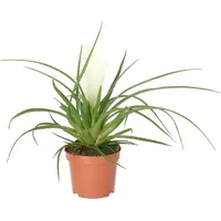 Tillandsia cyanea 'Biancini' 9 cm pot | 25 cm hoog | witte bromelia voor terrarium en woonkamer