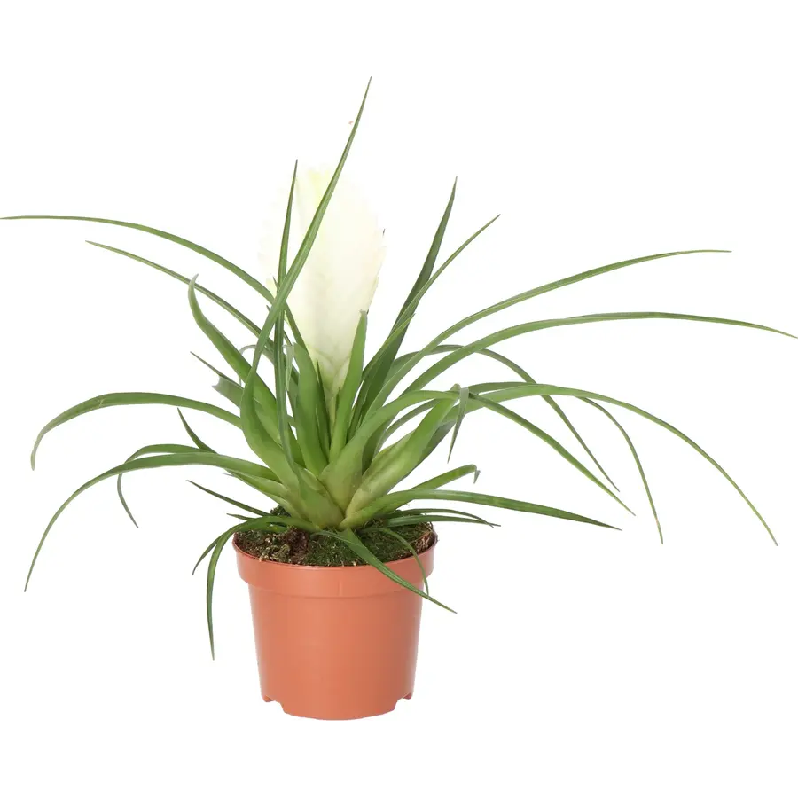 Tillandsia cyanea 'Biancini' 9 cm pot | 25 cm hoog | witte bromelia voor terrarium en woonkamer