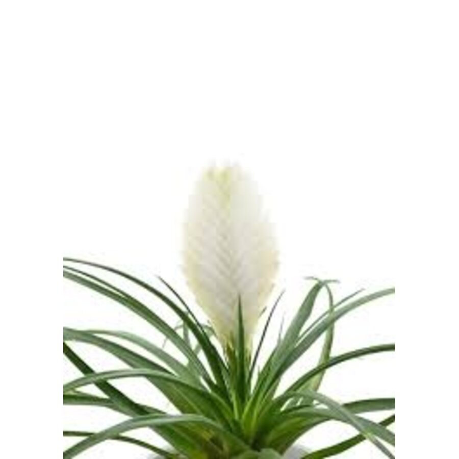 Tillandsia cyanea 'Biancini' 9 cm pot | 25 cm hoog | witte bromelia voor terrarium en woonkamer