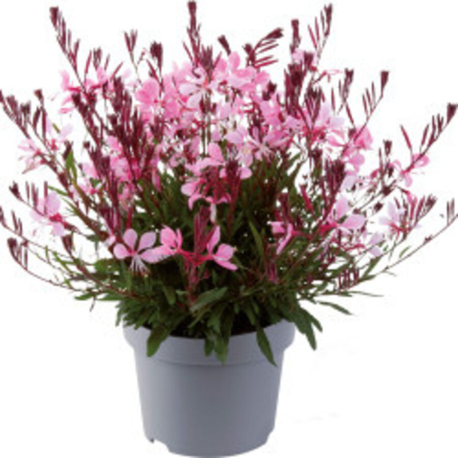 Gaura lindheimeri in verschillende kleuren | Prachtkaars | 17 cm pot | ca. 30 tot 40 cm hoog | verkoop per stuk
