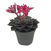 Graptopetalum bellum | 6 cm pot | ca. 5 cm hoog