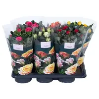 Rosa Palace | rijkbloeiende patioroos in diverse kleuren | 40 cm hoog | 17 cm pot | verkoop per stuk