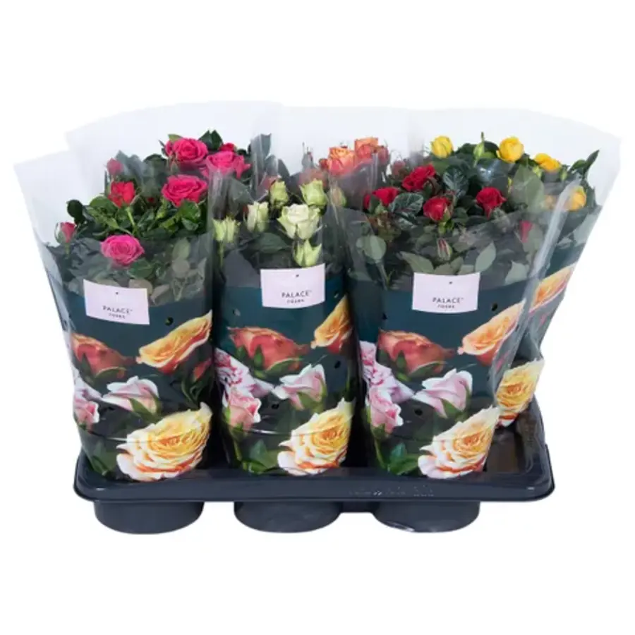 Rosa Palace | rijkbloeiende patioroos in diverse kleuren | 40 cm hoog | 17 cm pot | verkoop per stuk
