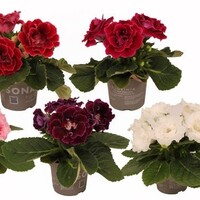 Sinningia Sonata diverse kleuren | Gloxinia | 13 cm pot | ca. 20 cm hoog | Verkoop per stuk