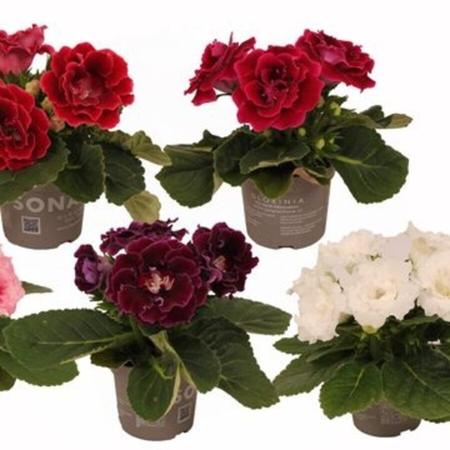 Sinningia Sonata diverse kleuren | Gloxinia | 13 cm pot | ca. 20 cm hoog | Verkoop per stuk