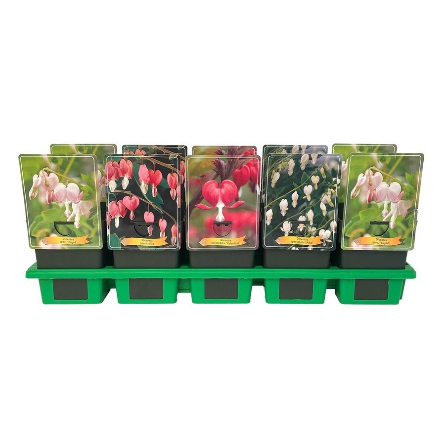 Dicentra spectabilis gemengde kleuren | Gebroken hartje | Verkoop per stuk | 10 tot 20 cm hoog | In 11 cm pot