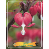 Dicentra spectabilis gemengde kleuren | Gebroken hartje | Verkoop per stuk | 10 tot 20 cm hoog | In 11 cm pot