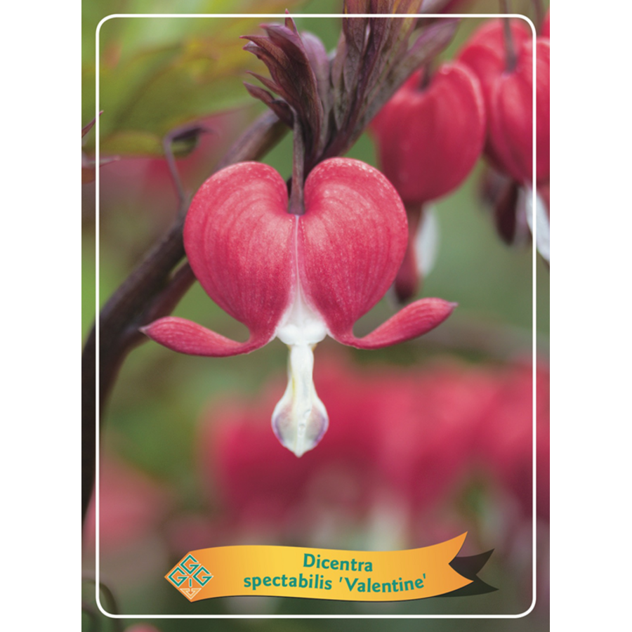 Dicentra spectabilis gemengde kleuren | Gebroken hartje | Verkoop per stuk | 10 tot 20 cm hoog | In 11 cm pot