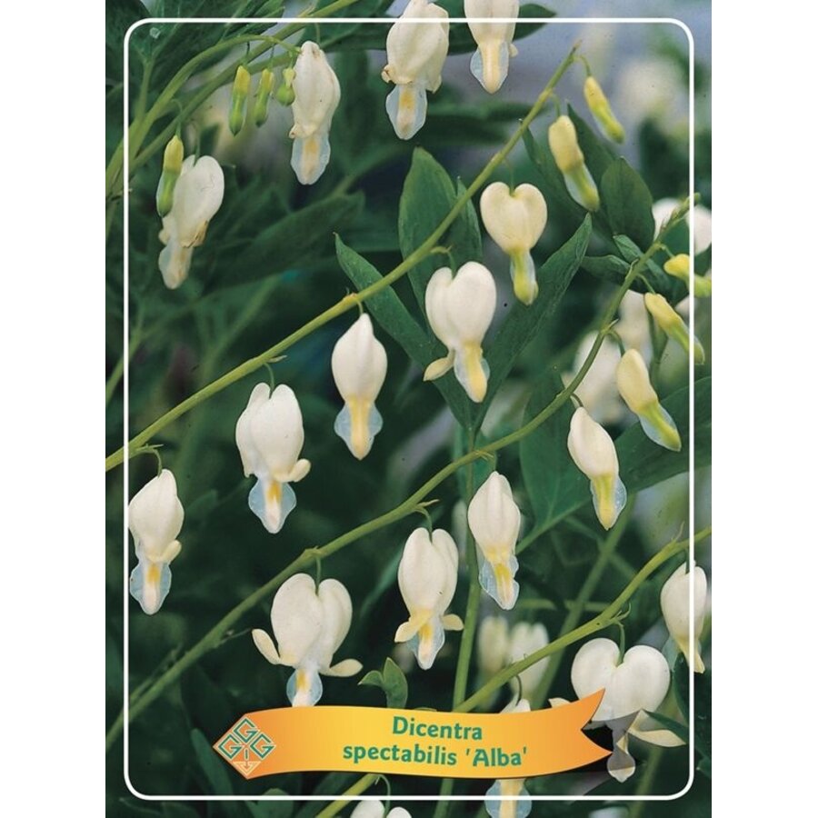 Dicentra spectabilis gemengde kleuren | Gebroken hartje | Verkoop per stuk | 10 tot 20 cm hoog | In 11 cm pot
