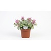 Lamium maculatum 'Pink Pewter' | Dovenetel | ca. 10 tot 15 cm hoog | 15 cm pot