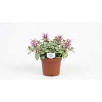 Lamium maculatum 'Pink Pewter' (dovenetel) | ca. 10 tot 15 cm hoog | In 15 cm pot | Bodembedekker voor schaduw