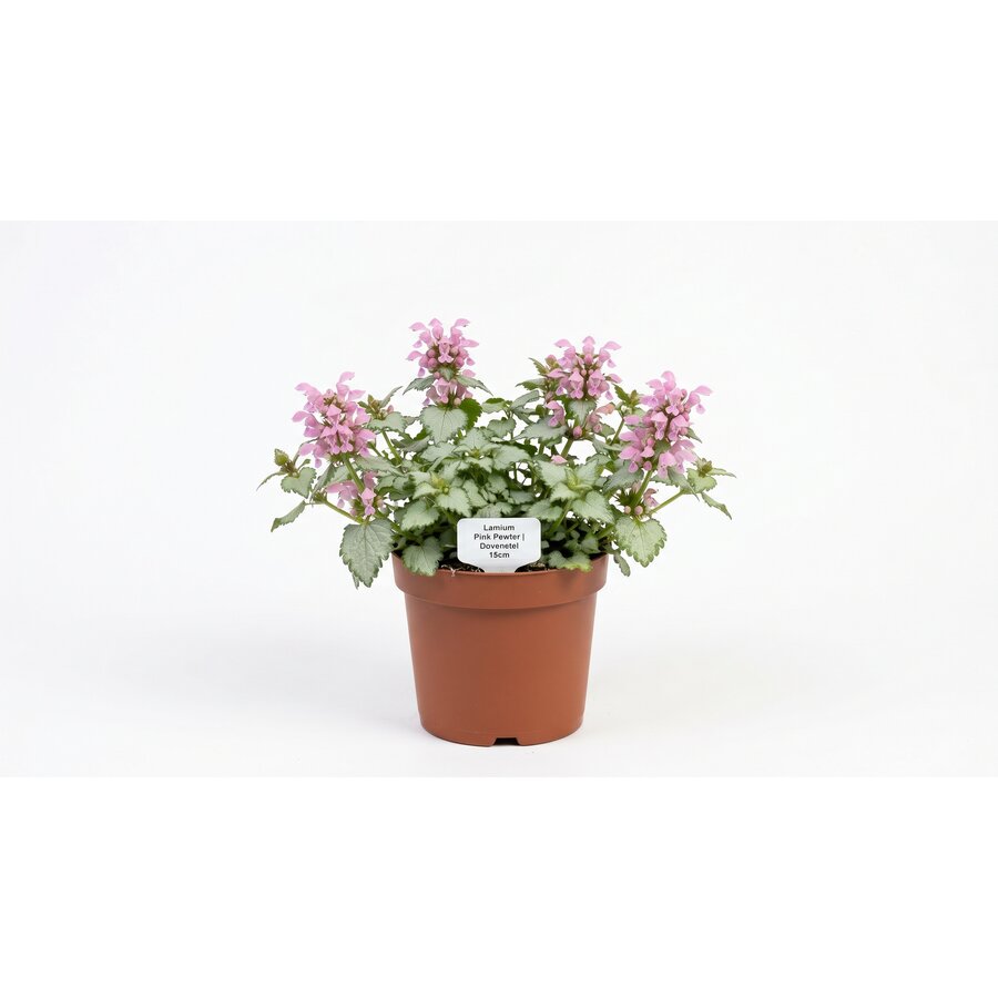 Lamium maculatum 'Pink Pewter' (dovenetel) | ca. 10 tot 15 cm hoog | In 15 cm pot | Bodembedekker voor schaduw