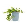 Lysimachia nummularia | Penningkruid | 5 tot 10 cm hoog | 10 cm pot