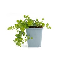 Lysimachia nummularia (Penningkruid) | 5 tot 10 cm hoog | In 10 cm pot | Voor vochtige tuin, moeras en vijverrand