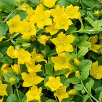 Lysimachia nummularia (Penningkruid) | 5 tot 10 cm hoog | In 10 cm pot | Voor vochtige tuin, moeras en vijverrand