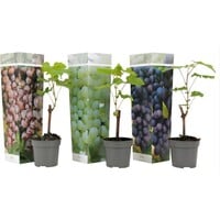 Vitis vinifera gemengde druivensoorten | Rode en witte druivenmix | Ca. 25 tot 40 cm hoog | In 10,5 cm pot | Verkoop per stuk