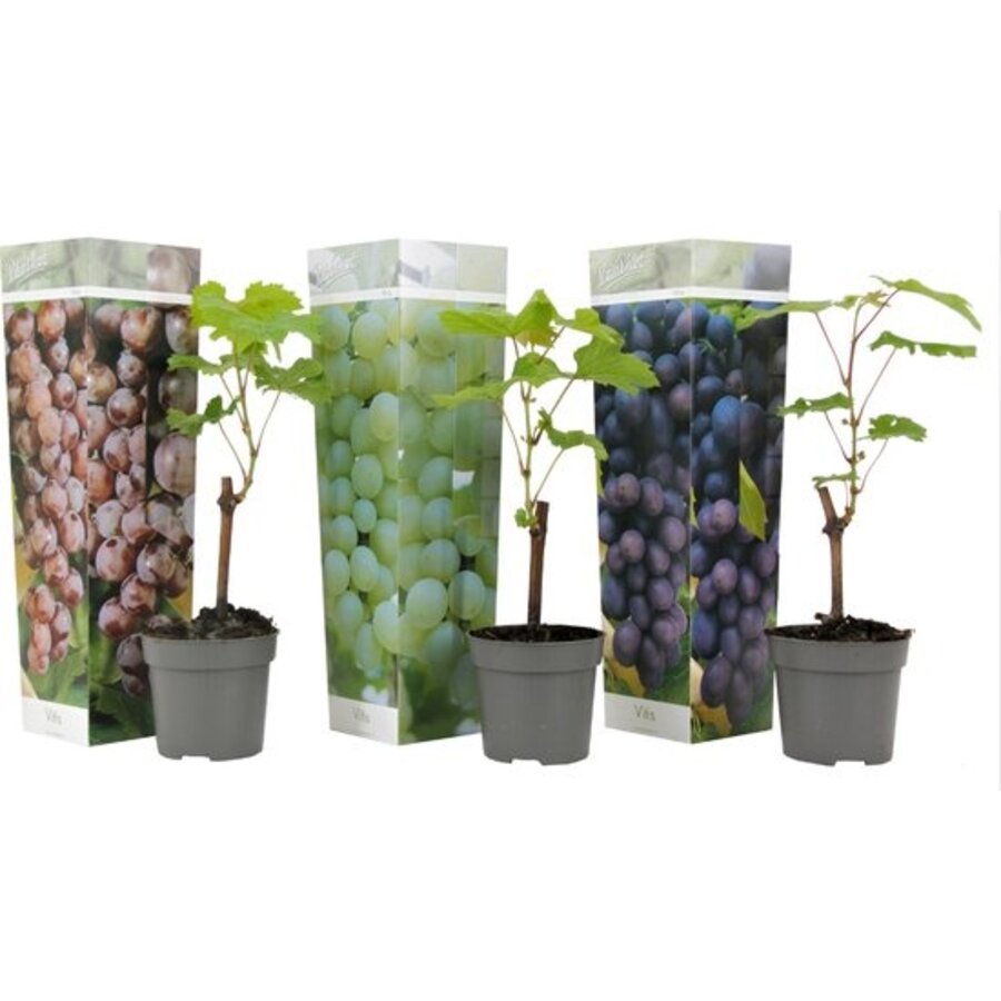 Vitis vinifera gemengde druivensoorten | Rode en witte druivenmix | Ca. 25 tot 40 cm hoog | In 10,5 cm pot | Verkoop per stuk