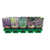 Nepeta mix | diverse soorten en kleuren | 11 cm pot | verkoop per stuk