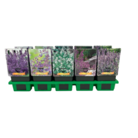 Nepeta mix diverse soorten en kleuren | Kattenkruid vaste plant | 11 cm pot | Verkoop per stuk