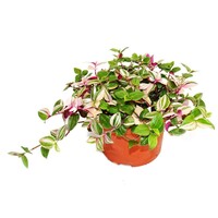 Tradescantia fluminensis 'Quadricolor' | kleurrijke terrarium en kamerplant | 12 cm pot | 25 cm hoog