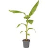 Musa basjoo | winterharde bananenplant | minimaal 55 cm hoog | 17 cm pot