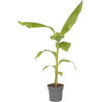 Musa basjoo winterharde bananenplant | minimaal 55 cm hoog | In 17 cm pot | Exotische tuinplant