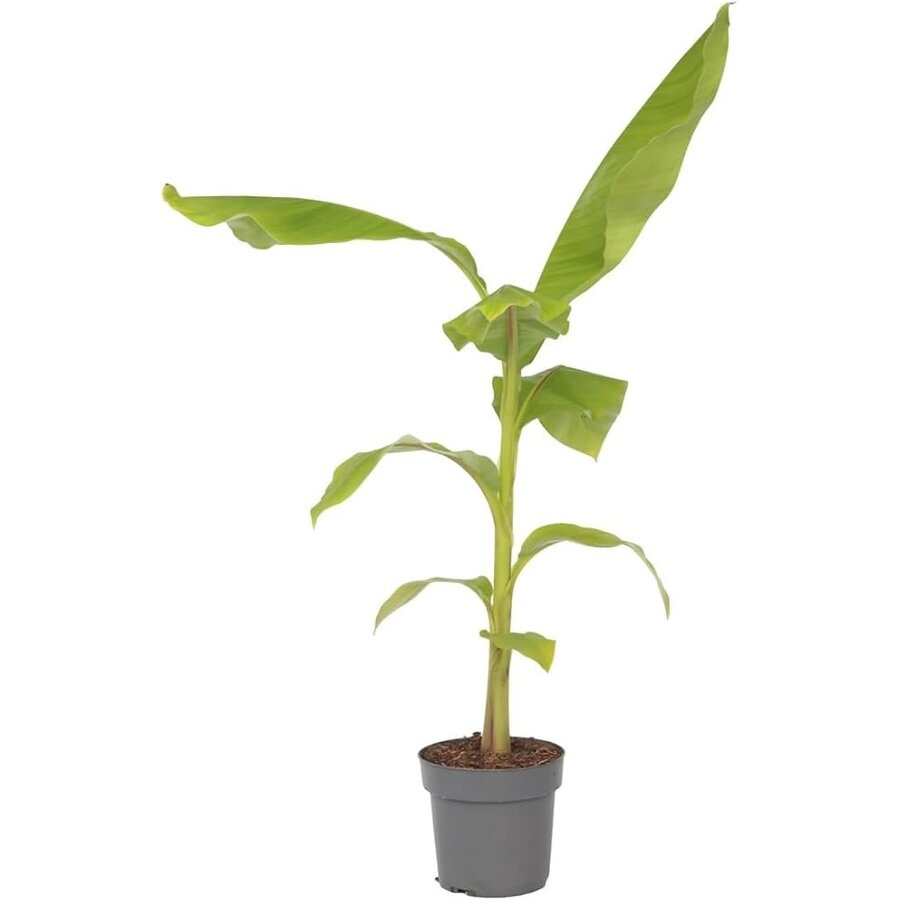 Musa basjoo winterharde bananenplant | minimaal 55 cm hoog | In 17 cm pot | Exotische tuinplant