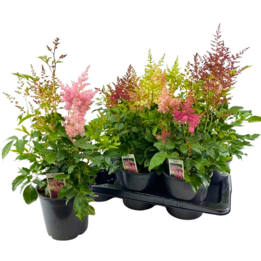 Astilbe gemengde kleuren | Per stuk geleverd | Minimaal 55 cm hoog | In 15 cm pot | Kleurrijke vaste plant voor schaduwrijke borders