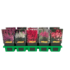 Astilbe gemengde kleuren | 11 cm pot | seizoensafhankelijke hoogte | Verkoop per stuk