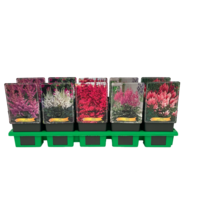 Astilbe gemengde kleuren | Pluimspirea in 11 cm pot | Winterharde vaste plant | Verkoop per stuk