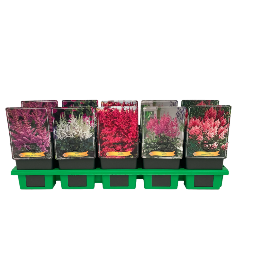 Astilbe gemengde kleuren | Pluimspirea in 11 cm pot | Winterharde vaste plant | Verkoop per stuk