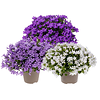 Campanula gemengde kleuren en soorten | 11 cm pot | ca. 15 cm hoog | Per stuk