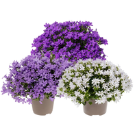 Campanula gemengde kleuren en soorten | klokjesbloem mix | ca. 15 cm hoog | in 11 cm pot | per stuk