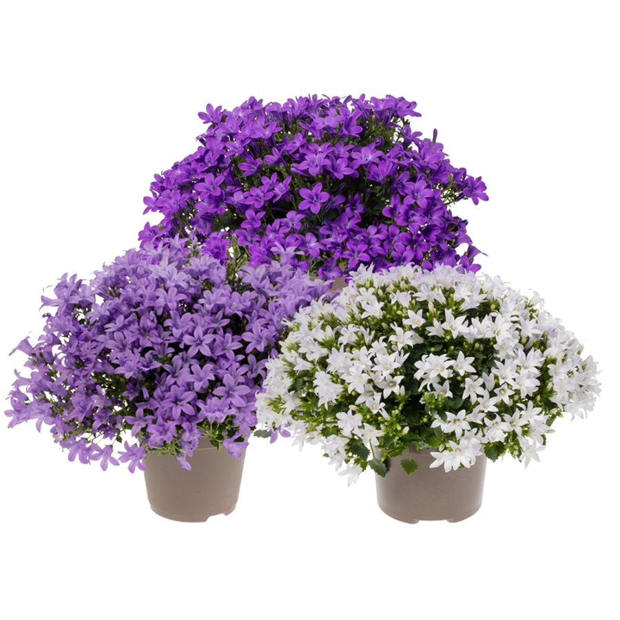 Campanula gemengde kleuren en soorten | klokjesbloem mix | ca. 15 cm hoog | in 11 cm pot | per stuk