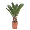 Cycas revoluta | 12 cm pot | 45 cm hoog | kuipplant