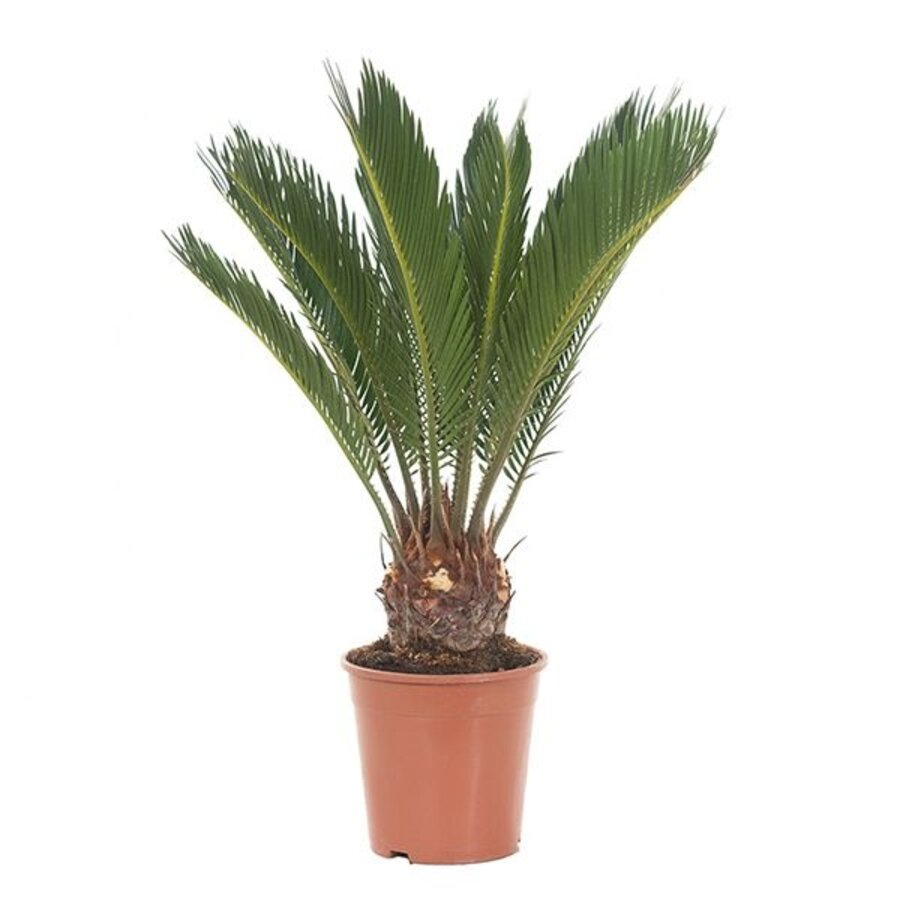 Cycas revoluta | terrariumplant, kamerplant en kuipplant | 12 cm pot | 45 cm hoog