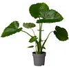 Alocasia gageana | 21 cm pot | 90 cm hoog
