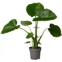Alocasia gageana | olifantsoor kamerplant en terrariumplant | 21 cm pot | 90 cm hoog