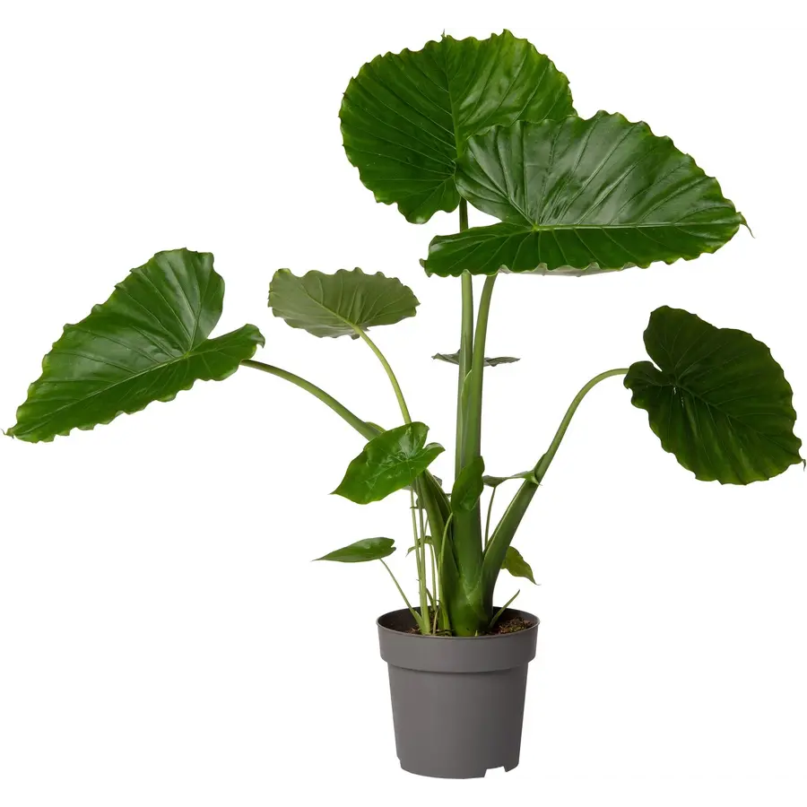 Alocasia gageana | olifantsoor kamerplant en terrariumplant | 21 cm pot | 90 cm hoog