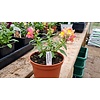 Leeuwenbek gemengde kleuren | 10 cm pot | ca. 10 tot 20 cm hoog | per stuk
