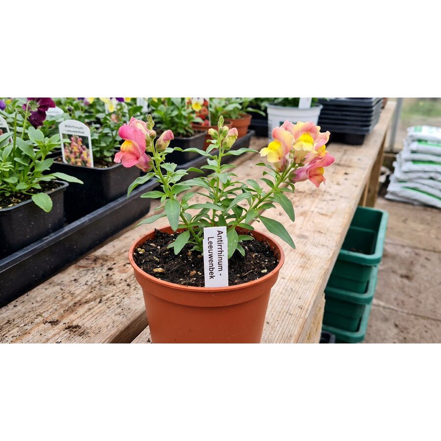 Antirrhinum majus | Leeuwenbek gemengde kleuren | 10 cm pot | ca. 10 tot 20 cm hoog | verkoop per stuk